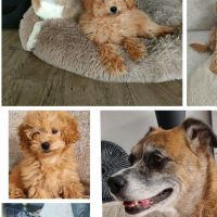 Hondenoppas werk Arnhem: baasje van Rosa en Lola
