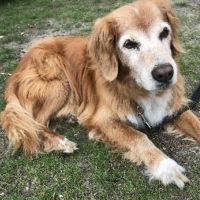 Hondenoppas werk Nieuwe-Tonge: baasje van Bandhu