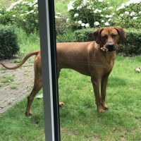 Hondenoppas werk Utrecht: baasje van Rhodesian Ridgeback