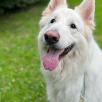 Hondenoppas werk Castricum: baasje van Loki