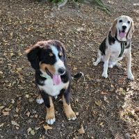 Hondenoppas werk Voorthuizen: baasje van , Tobias