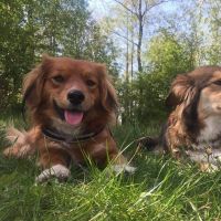 Hondenoppas werk Bennebroek: baasje van Pip en Bo