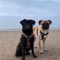 Hondenoppas adres Soesterberg: Pip en Dex