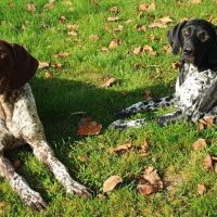 Hondenoppas werk Landgraaf: baasje van Flipje & Fleurtje